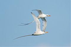 White-tailed Tropicbird